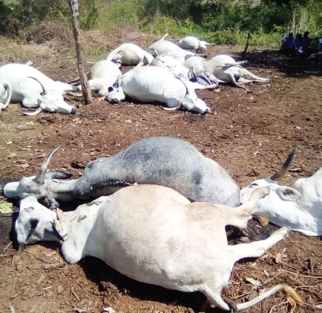 Lightning Strikes, Kills 6 Cows and 12 Sheep in Kabale District