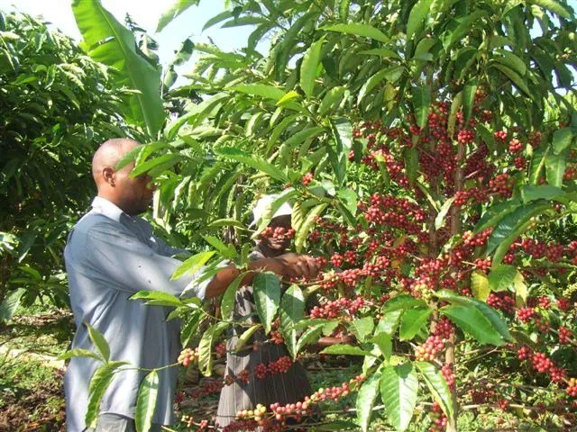 Uganda Launches Nationwide Coffee Registration Exercise Amid Tight Deadline