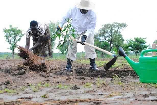 Viral Video of Museveni Effortlessly Farming With Ease Sparks Backlash Amid Calls for National Focus