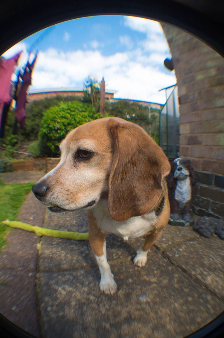 British man discovers he is not the father of his child through dog security camera