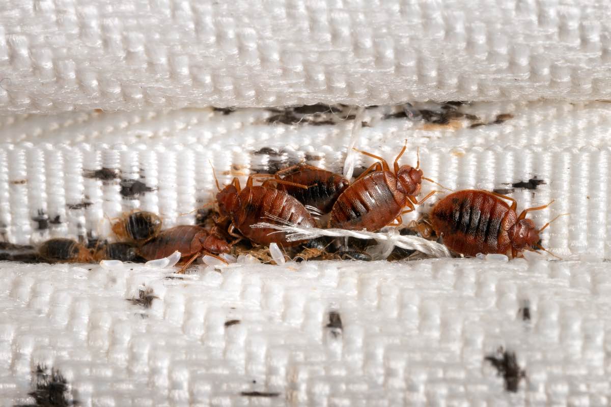 Bedbugs Infest Kampala Taxis