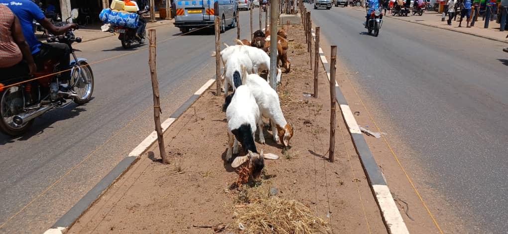 Stray Goats, Cows Chew Up What is Left of Soroti City's Greens