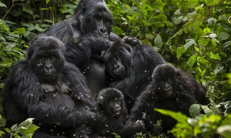 Gorilla, Chimpanzee Census Kicks off in Bwindi