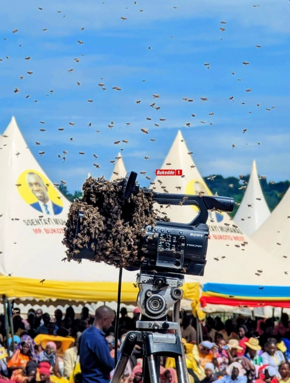 Swarm of Bees Disrupts Museveni Rally in Lwengo as ‘Buganda for Museveni’ Meeting Ends Abruptly