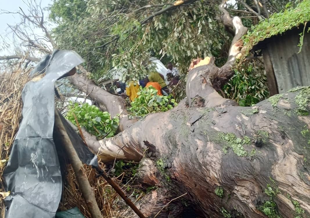 Police Officer Killed by Falling Tree in Kasese Storm