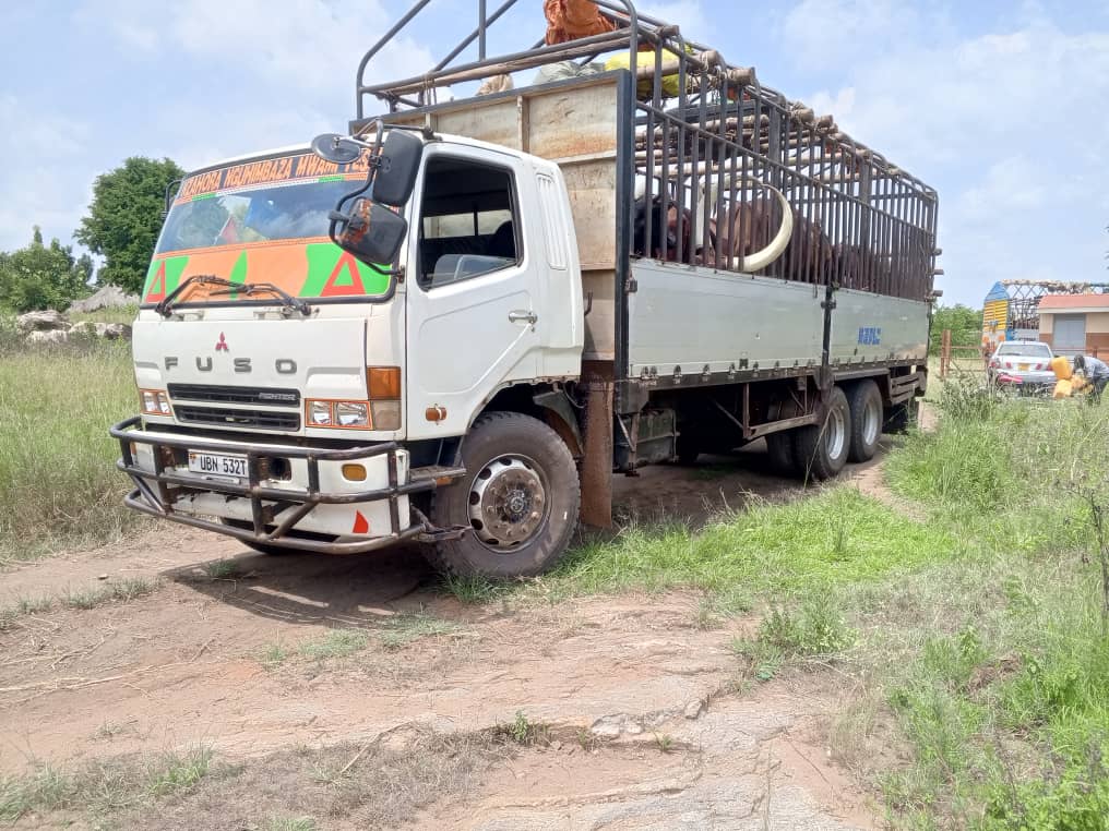 Authorities Begin Balaalo Evictions, Move 100 Cattle Peacefully in Madi Okollo