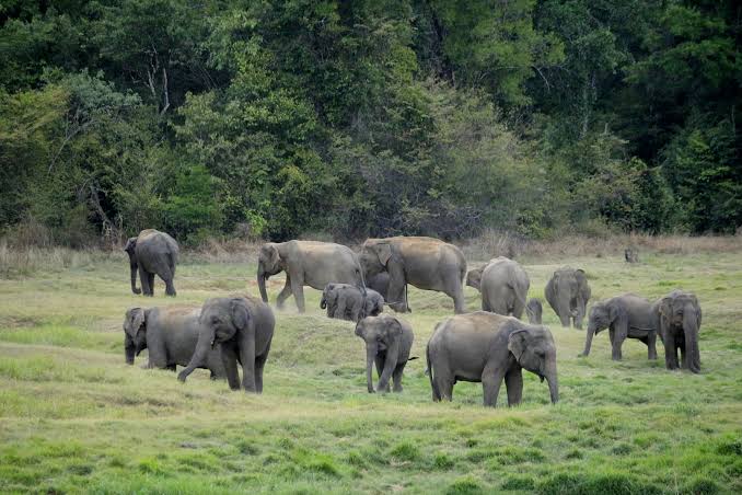 Farmers turn to bees as natural barriers against stray elephants