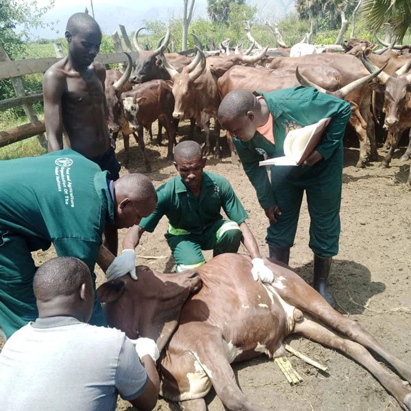 Uganda to vaccinate 44.5 million animals against foot-and-mouth disease