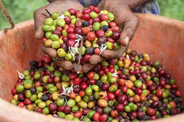 Coffee prices surge in India as Brazil and Vietnam face harsh weather