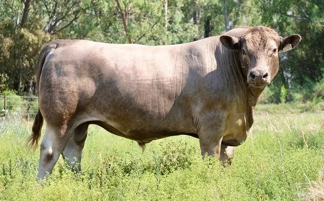 Meet South Africa’s only herd of iconic Murray Grey cattle