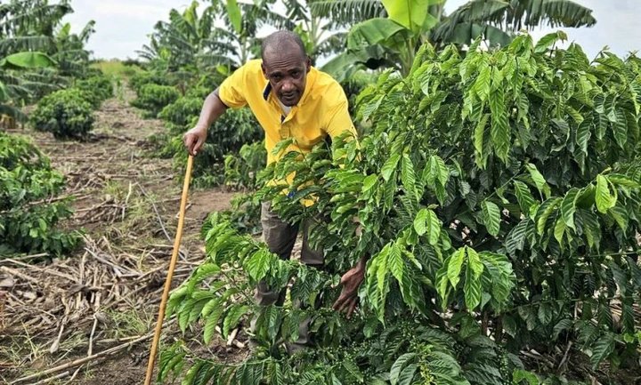 Uganda Posts Better Economic Outlook for October 2025