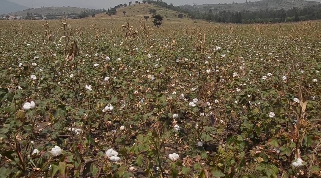 Uganda: Kasese Cotton Farmers Decry Climate Change, Low Prices, Call for Government Intervention