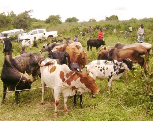 OPM starts beneficiary identification for UGX 76bn cattle restocking plan