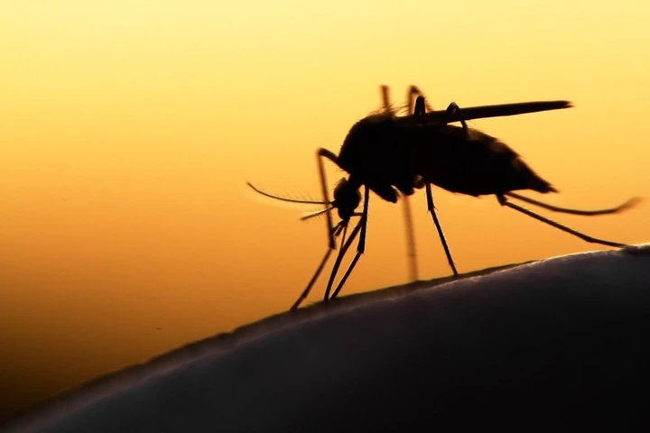 Uganda’s Malaria Cases Drop by 22% Despite Heavy Economic Toll