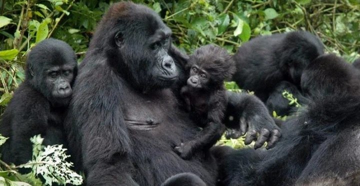 Museveni: We’re Planning International Airports in Kigezi, Mbarara