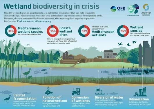 Wetlands play critical roles in ecological balance, fishery sustainability