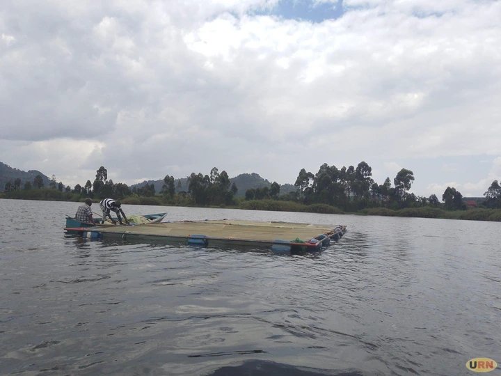 Excitement in Kisoro as Lake Chahafi is Restocked with 876,400 Tilapia