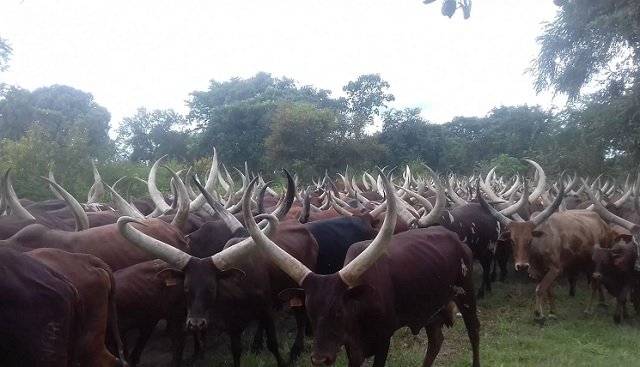 UGANDA LIVESTOCK INDUSTRIES EXPOSED! Land Grab, Ghost Cattle Cash & Rotting Machinery—Probe Lifts Lid On Years of Mismanagement Under Watch of MAAIF