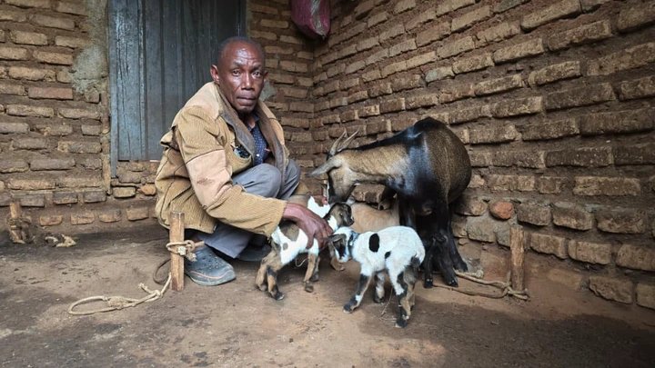 Rare Birth in Kasese as Goat Delivers Six Kids