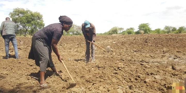 Double Jeorpady: Karamoja Lacks Tractors, yet Ploughing Oxen were Stolen by Warriors