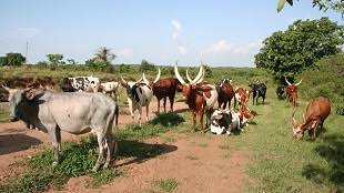 Stray cattle destroy ten-acre gardens in Hoima
