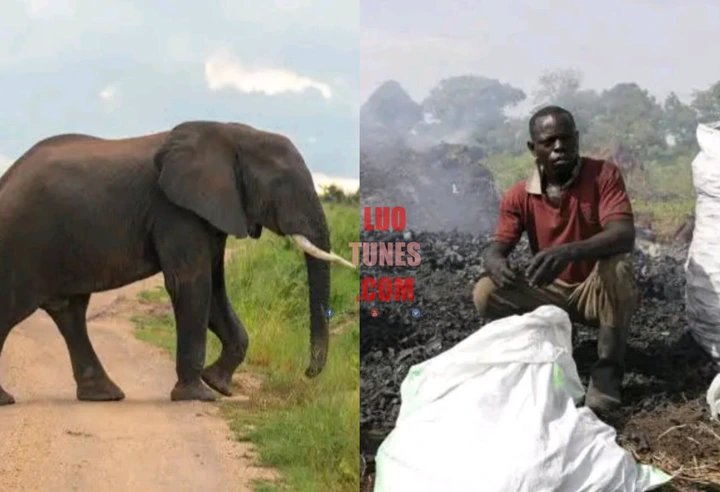 Charcoal Burner Brutally Killed in Elephant Attack in Murchison Falls Park
