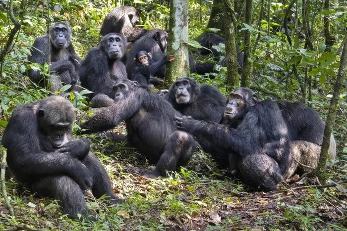 Uganda Wildlife Authority break silence on chimpanzee war in Kibale national park