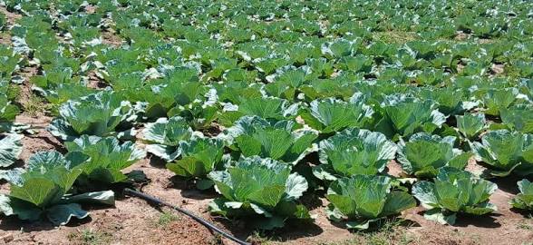 CSOs press MAAIF to gazette banned and restricted pesticides