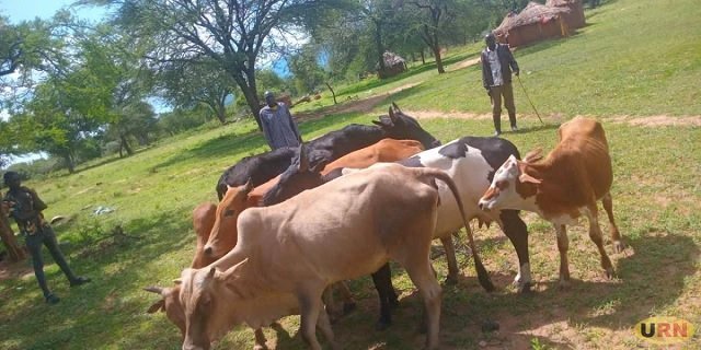 POLICE: No cattle theft in Karamoja; only cattle rustling