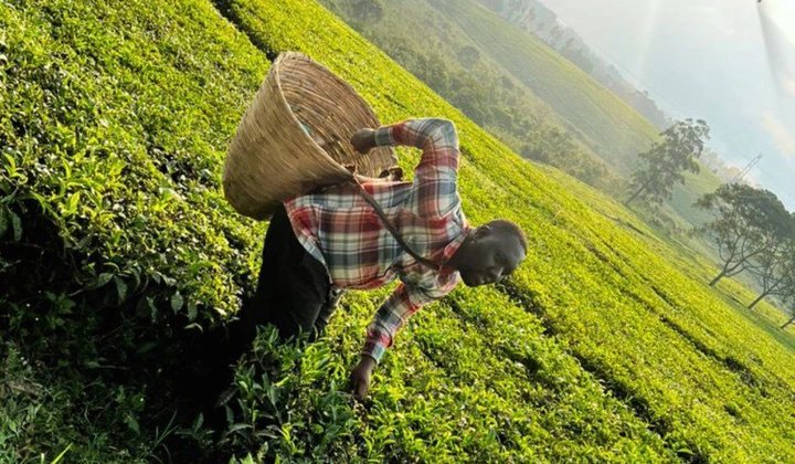 Uganda Tea Prices Rebound 21 Percent at Mombasa Auction