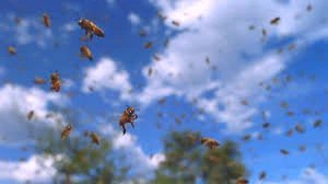 Bees Sting Their Way Into Mbale High Court Proceedings