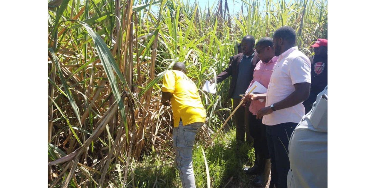 Sugarcane farmers decry market crisis as factory plan stalls over license