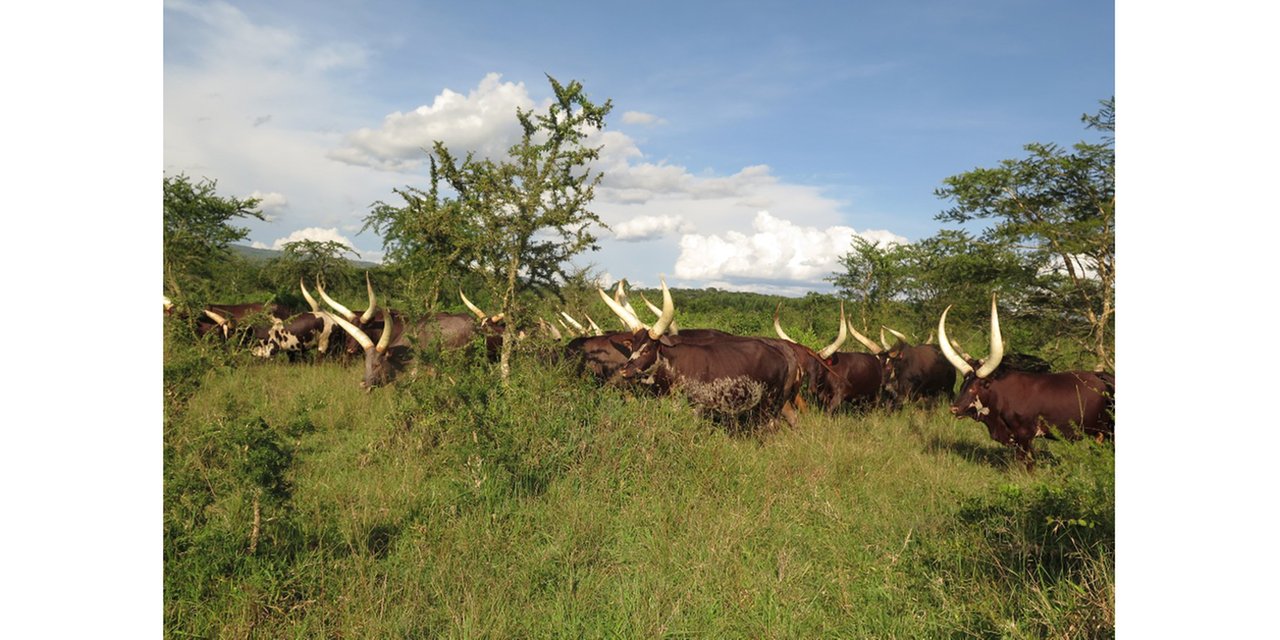 Ntungamo, Rukiga shut animal markets over FMD outbreak