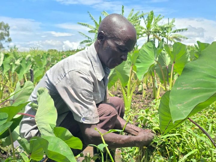 After 36 Years in Classroom, Retired Tororo Teacher Turns to Farming as Gratuity Delays Bite