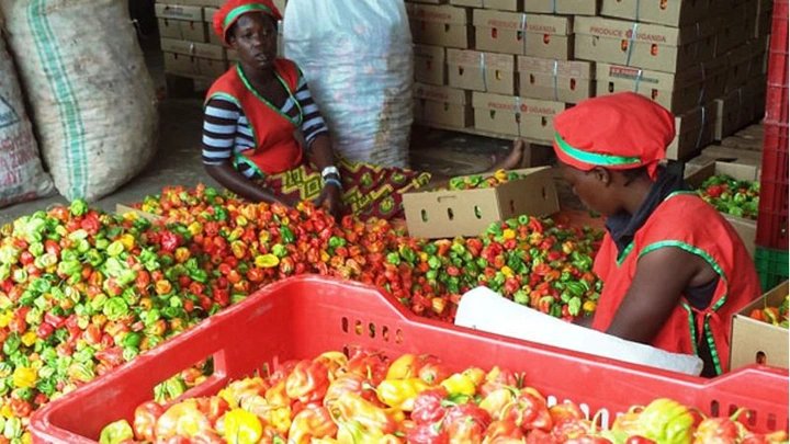 Court orders KK Fresh Produce to pay Shs191.8m to supplier