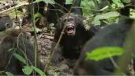 Researchers flock Kibale Forest National Park over chimpanzee civil war