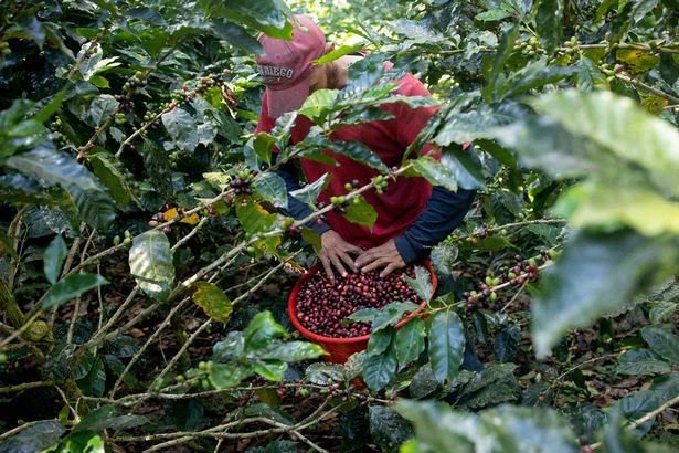Rising Coffee Theft Sparks Fear in Katagata Parish, Mitooma District
