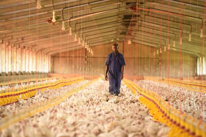 Founder of Biyinzika Poultry ordered to refund Shs 130m to foreign investors over botched land deal