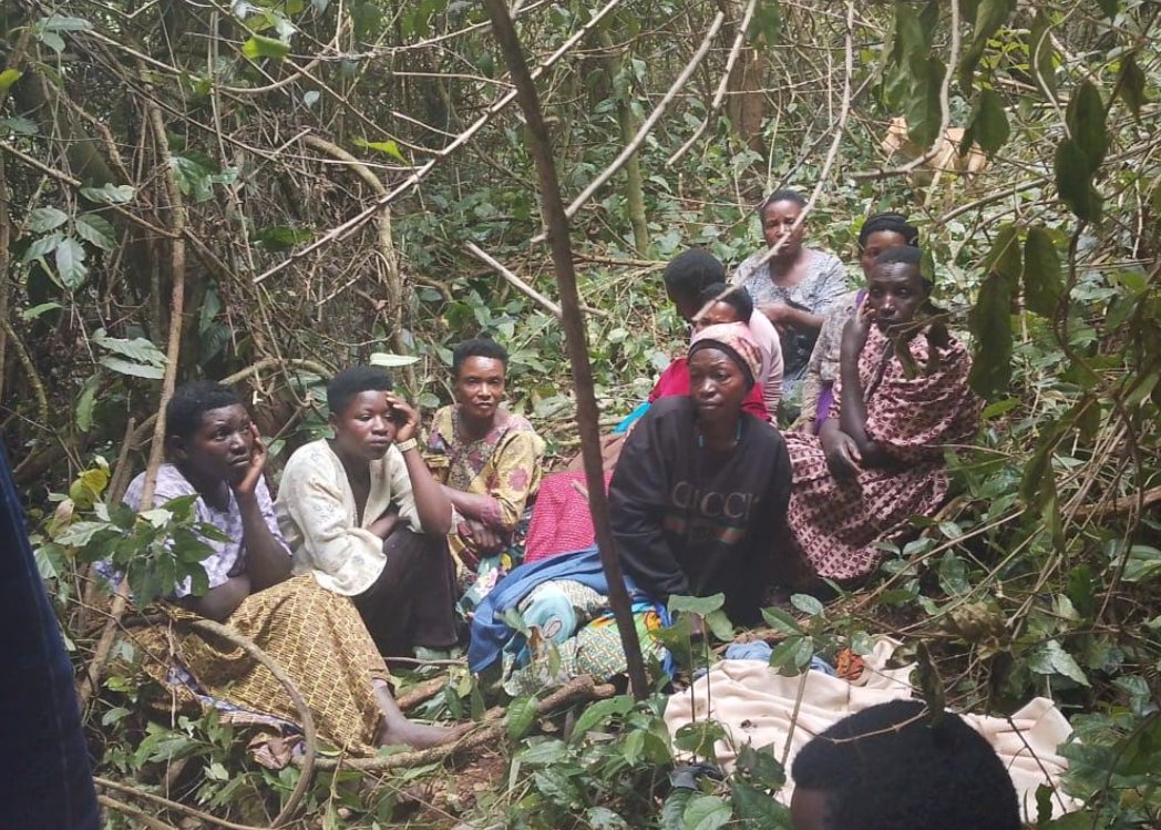 Chimpanzee critically injures four-year-old girl in Kagadi