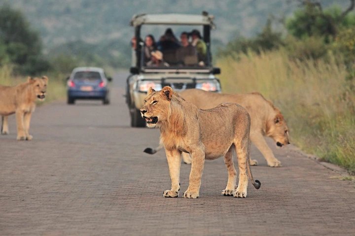 Missing tourists found dead in Kruger National Park