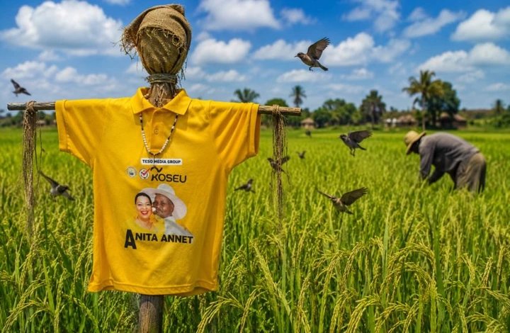 TESO TWIST: Anita Among T-Shirts Now Used to Scare Birds in Rice Gardens