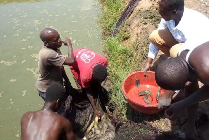 Fish farming emerges as new weapon against poverty in Kibuku