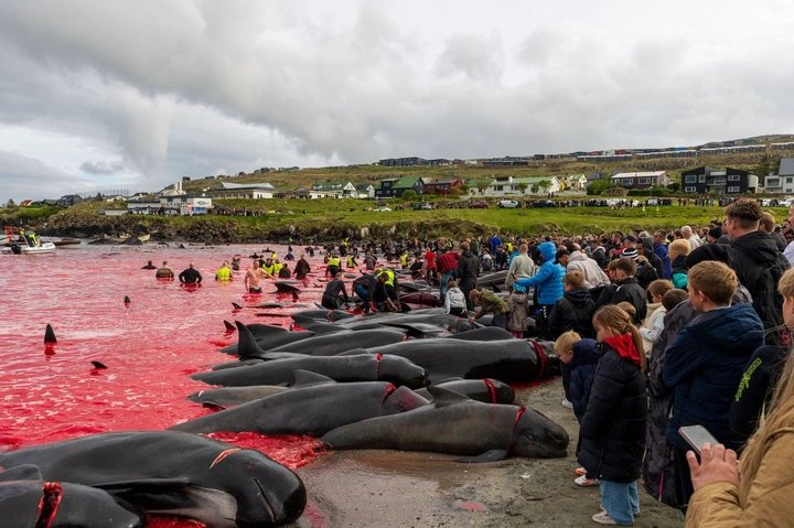 Faroe Islands horror as hundreds of whales butchered with sea turning blood red