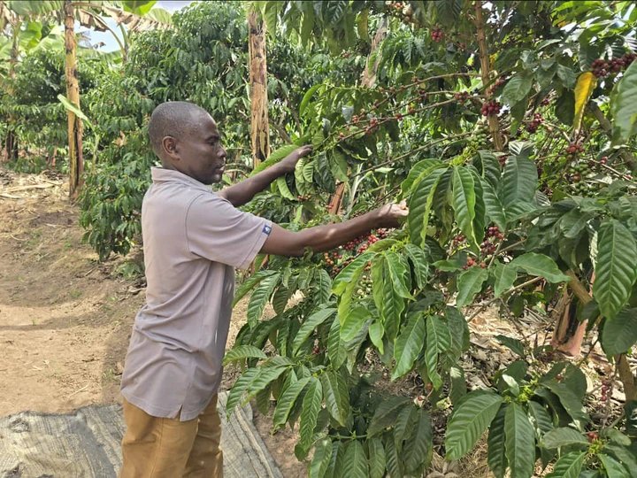 PDM Boosts Household Incomes as Ntungamo Farmers Scale Coffee and Piggery Enterprises