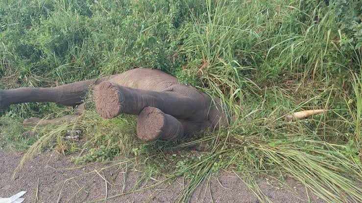 Karuma-Pakwach Highway: How to avoid encounter with elephants
