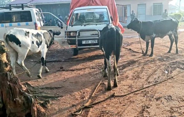 Police bust livestock theft syndicate with three cows concealed under tarpaulin