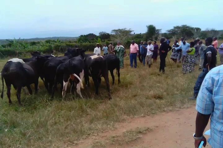 Residents Question Court Ruling in Lyantonde Cattle Theft Case