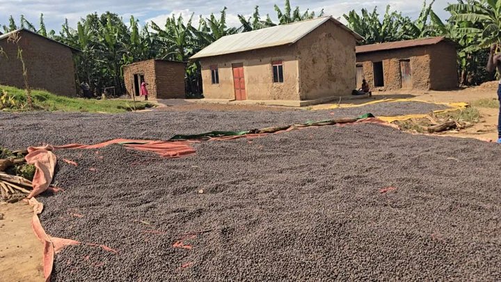 Coffee Farmers Battle Rising Theft During Peak Harvest Season in Ntungamo