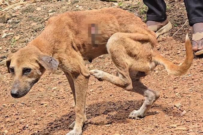 48 Dogs Rescued, Three People Arrested Over Animal Cruelty in Mityana