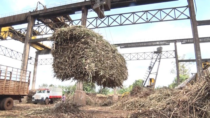 Busoga Master Plan Seeks to Replace Sugarcane Dependence with Cocoa, Coffee and Palm Oil